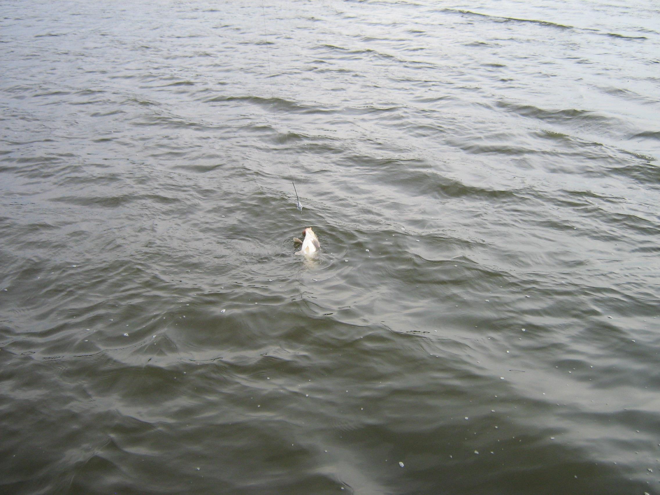 Party Cup -Hobaia 2010 - IMG_1038.JPG